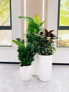 专业花卉出租，杭州湾打造缤纷魅力空间